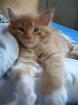 Maine Coon of Uranustigers. com