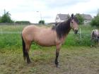 Quarter Horse Stute mit top Abstammung