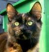 Maine Coon Katze 1 5 Jahre alt.