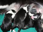 Border-Collie Welpen mit FCI Papieren