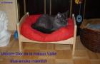 Türkisch Angora Kater kastriert