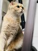 Scottish Gold Katze kater