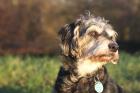 Nette alte Hundedame sucht liebevolles Zuhause