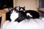 2 liebe ruhige Katzen zu verschenken