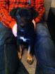Flocke sucht dringend neues Zuhause