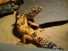 1 3 Leopardgeckos und 2 Terrarien abzugeben auch einzeln
