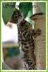 Bengal Kitten die kleine Minileopaden
