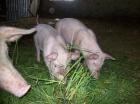 Zuchtsäue zu verkaufen Landschwein