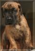 Deutsche Doggen Welpen