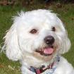 IBOSCH - Malteser-Mix - 2 Jahre - Tierhilfe-Franken e. V.
