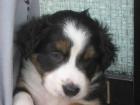 Traumhaft schöne Australian Shepherd Welpen