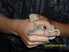 3 süße Geckos Terrarium