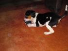 Jackrussel-Mix 5 Monate alt abzugeben