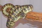 Teppichpython Zuchttier 0 1 von 05. 05 Morelia spilota variegata