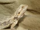 Biete 0. 1 Pogona vitticeps adult Bartagamenweibchen - PLZ44 Dortmund