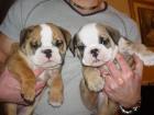 100 Wunderschöne Reinrassige Englisch Bulldogge