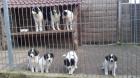 Tornjak Kroatischer Schäferhund reinrassig und sehr selten.