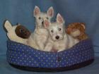 West Highland White Terrier Welpen vom dt. Züchter