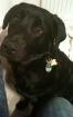 Jack sucht ein neues zu Hause