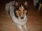 2 Amerikanische Collies auch getrennt suchen.
