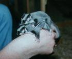Junges Sugar Glider Männchen