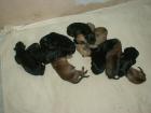 10 bezaubernde Golden Retriever Schäferhund Mix-Welpen
