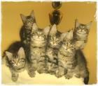 Süsse kleine Maine Coon Kitten