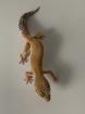 0. 2 Blood het Raptor Raptor het Diablo Blanco Enz 21 Leopardgecko Männchen aus