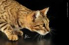 Traumhafte Bengalkatzen - neue Zuchtgeneration bei www. Bengalkatzen. com Bengalk