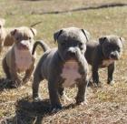 Pitbull Welpe