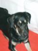 Tagespflegestelle für jungen Hund gesucht
