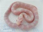 Kornnatter Snow Motley und Bloodred