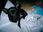 Chihuahua rüde schwarz kein import zu verkaufen