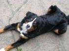 Berner Sennen Rüde 14 Monate umständeh. zu verkaufen