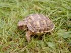 Steppenschildkröten NZ/2009