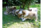 Colliewelpen dark-sable mit VDH-Papieren