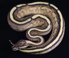 0. 1 Super Stripe Weibchen 2022