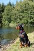 Tracy 10 Mon. sucht ein liebevolles neues zu Hause