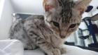 Bengalkitten können Ausziehen tolle Silber Kitten 2 Mädchen suchen wieder