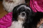 Shi Tzu Hündin 6 Monate in liebevolle Hände zu verkaufen