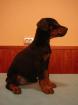 Süße kräftige vollkupierte Dobermannwelpen