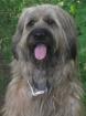 Briardwelpen ideale Familienhunde haaren nicht
