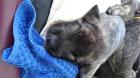 Irish Wolfhound Welpen hell