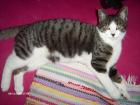 Kater zugelaufen