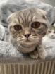 Liebe Scottish Fold