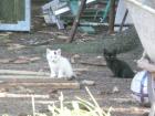 Katzenbabys zu verschenken