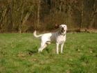 Sportlicher Labrador Deckrüde sucht Frau zum Decken