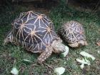 STERNSCHILDKROTEN NACHZUCHT 2022 AB ZU GEBEN