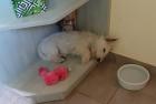 Junger Westie