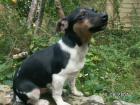 Zuckersüße Jack Russels Niedliches Geschwisterpärchen